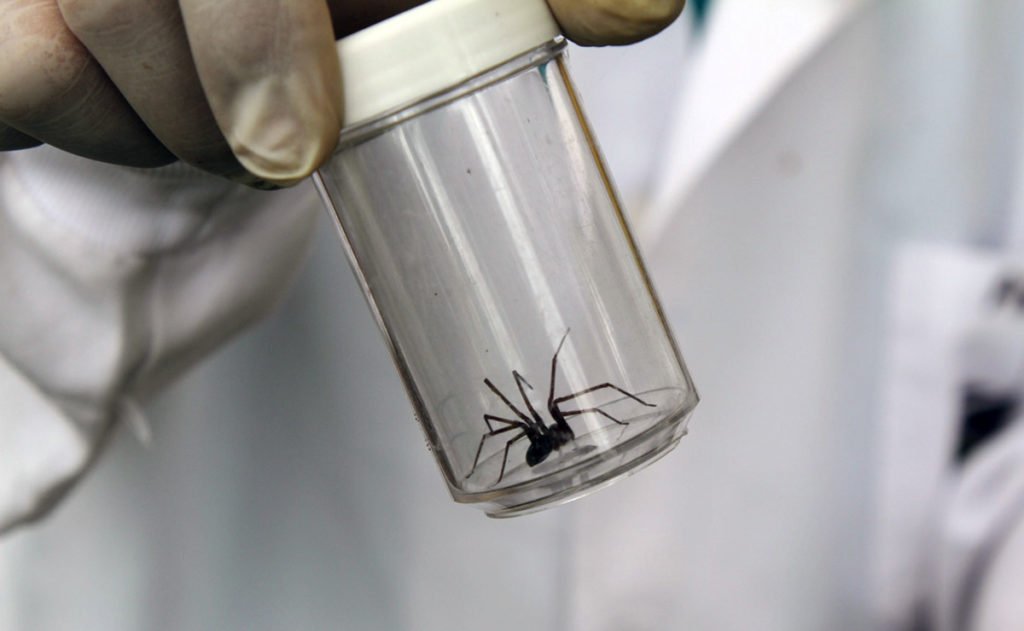 aranha sendo capturada com um frasco