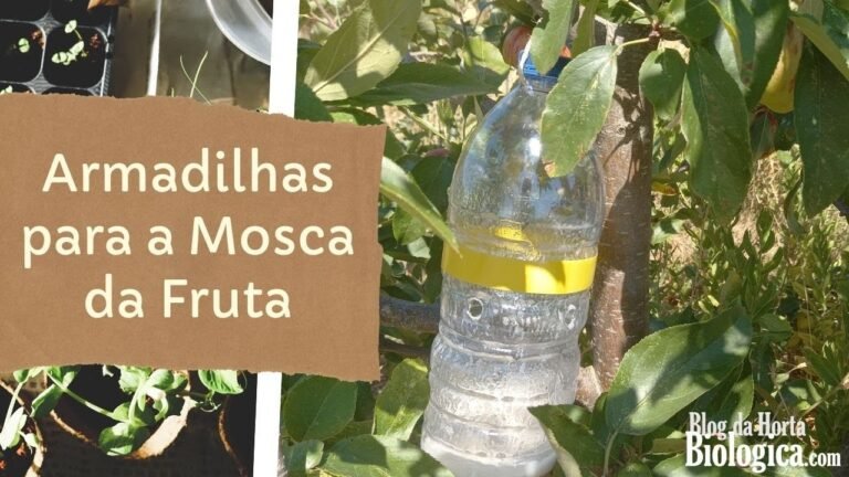 armadilha caseira para moscas das frutas