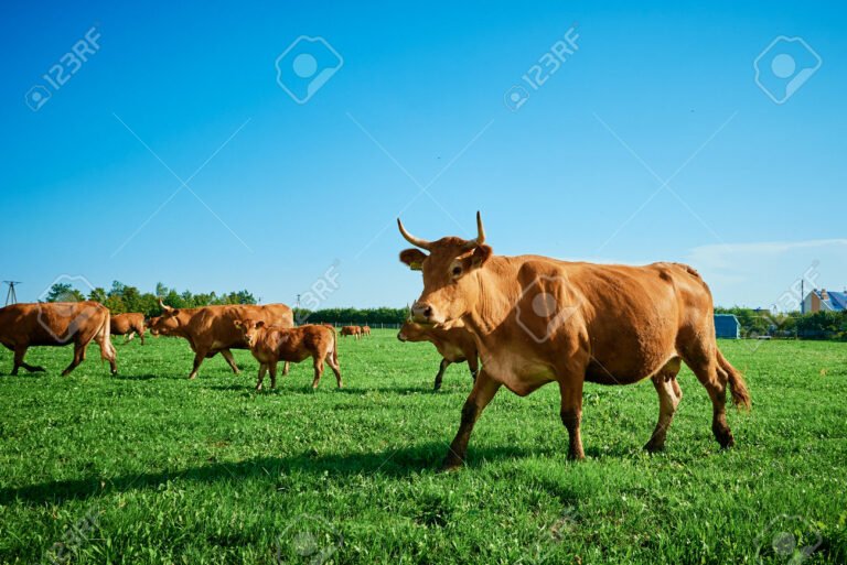 Como escolher o melhor carrapaticida pour on para bovinos 13 bovinos pastando em campo verdejante