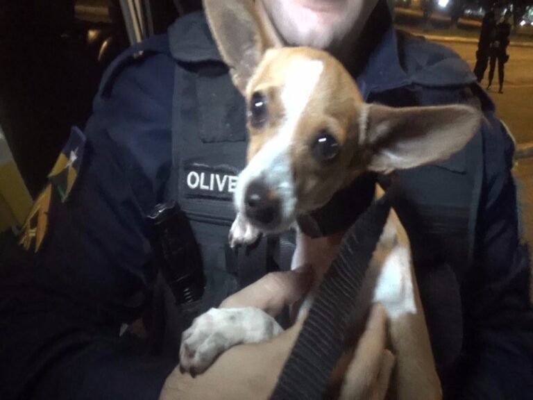 cachorro feliz em bau de moto