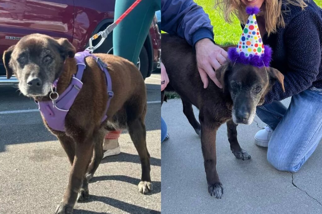 Onde encontrar cachorros para adoção em São Paulo