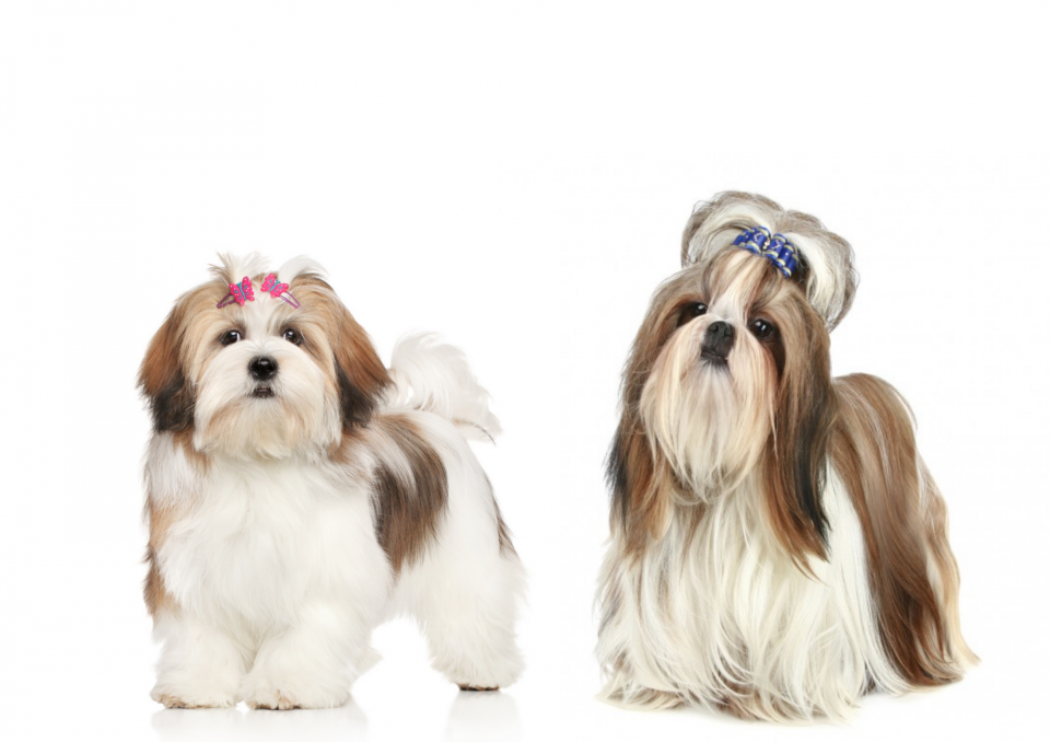 Como é a combinação entre Shih Tzu e Lhasa Apso