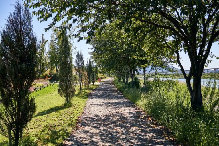 caminho cercado por arvores e natureza