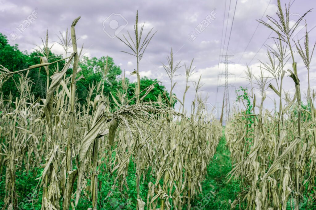 Quais São os Principais Produtos Agrícolas do Brasil e Sua Importância