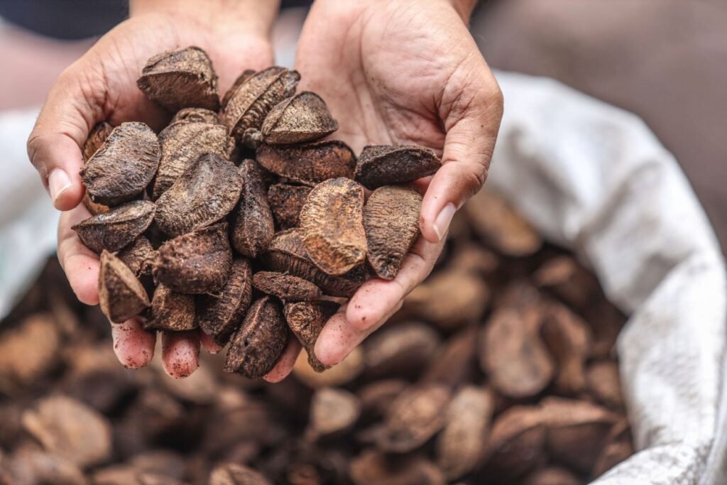 Como escolher e conservar castanhas do Pará com casca