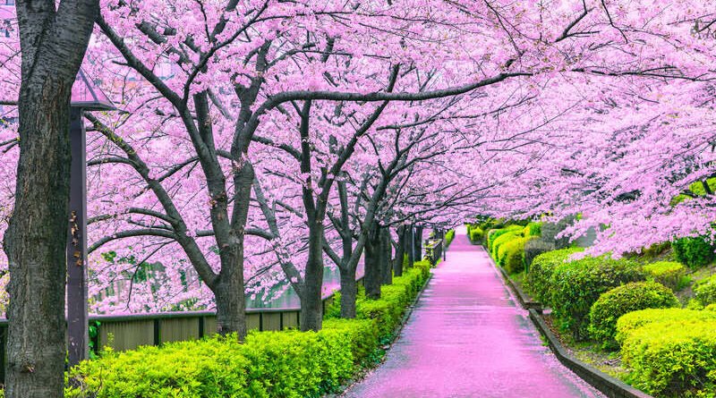 cenario de flores de cerejeira no japao