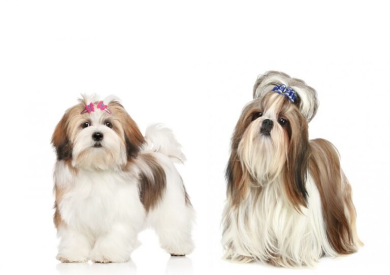 Qual é mais caro: Lhasa Apso ou Shih Tzu Descubra aqui! 21 dois caes lhasa apso e shih tzu juntos