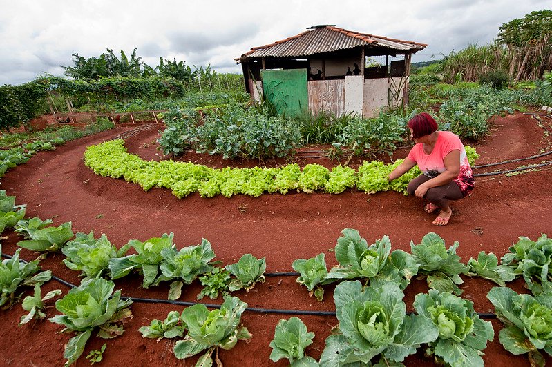 familia rural cultivando uma horta diversa