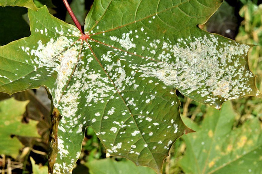 Por que aparecem manchas brancas nas folhas das plantas e como tratar