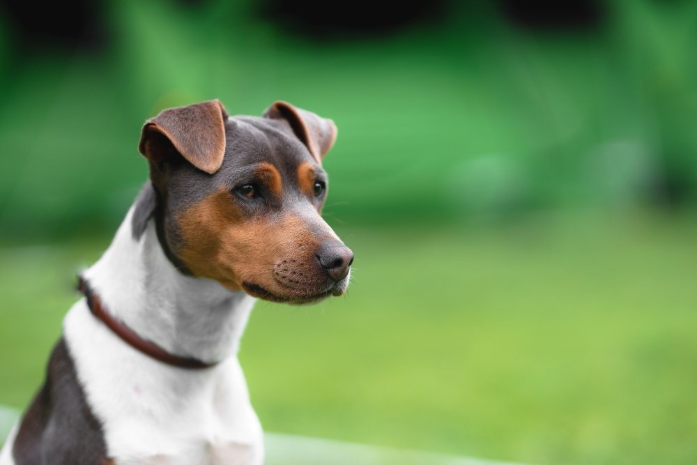 Como cuidar de um cachorro da raça Fox Paulistinha em casa