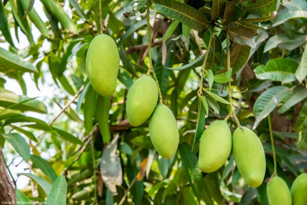 Quais Frutas São Ideais para Plantar no Seu Quintal