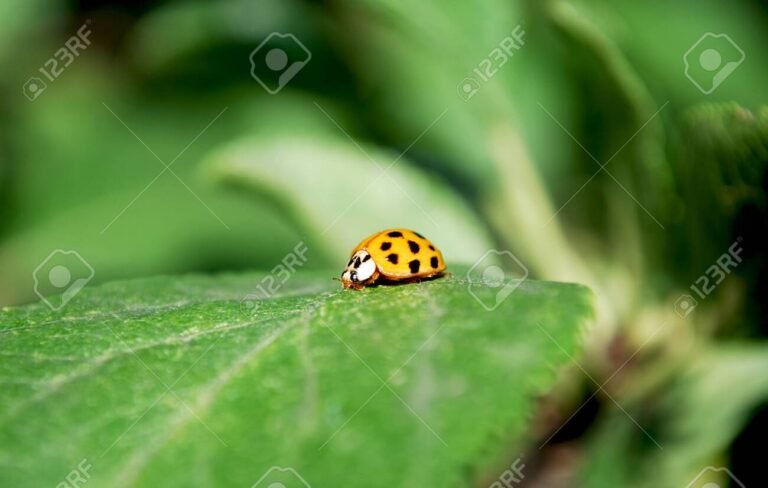 joaninha sobre uma folha verde brilhante