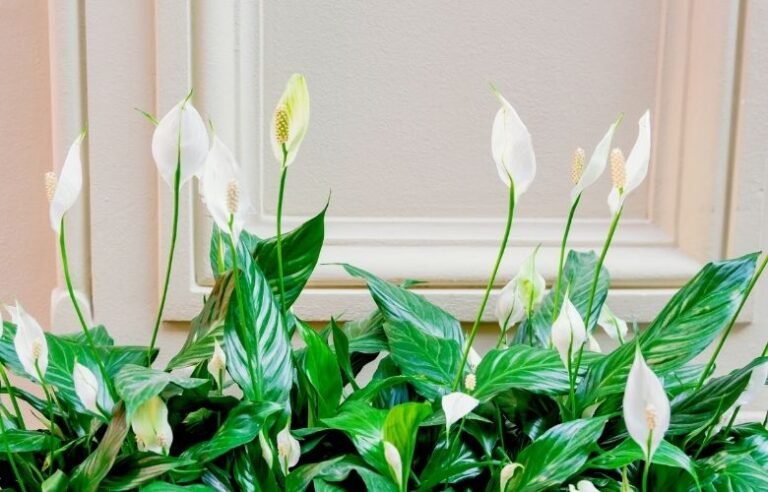 lirio da paz em um vaso decorativo