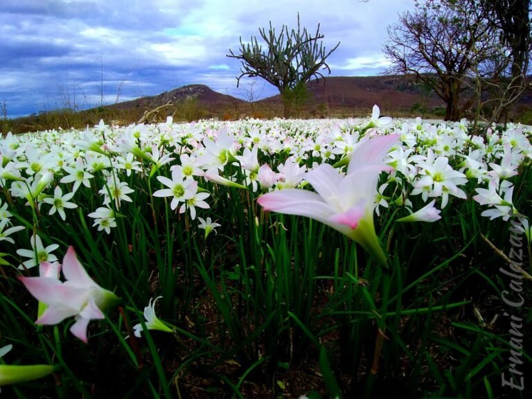 lirios dos campos em um campo florido