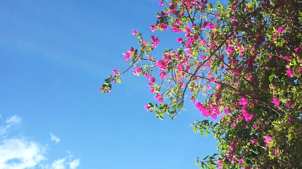 lua nova com coracoes ao redor