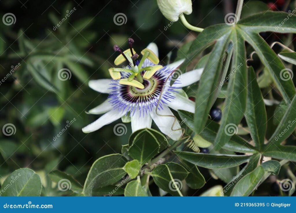 Qual é o melhor adubo para garantir uma florada saudável do maracujá