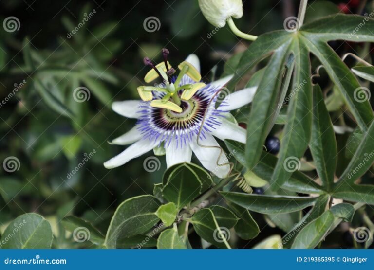 Qual é o melhor adubo para garantir uma florada saudável do maracujá 19 maracuja florescendo em um jardim vibrante