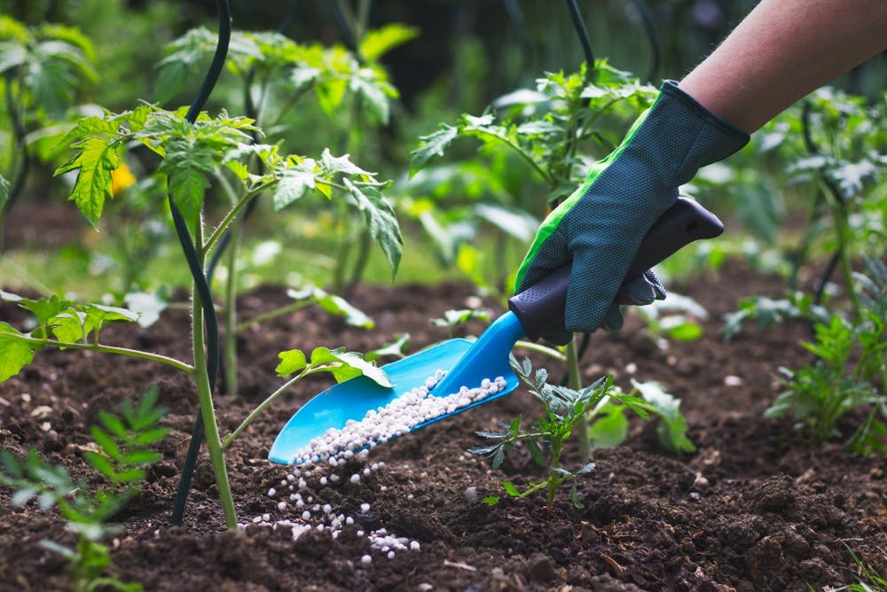 planta saudavel com fertilizante npk ao fundo