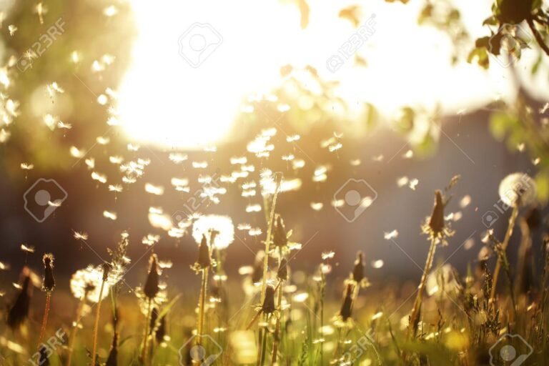 raio de sol iluminando flores em campo