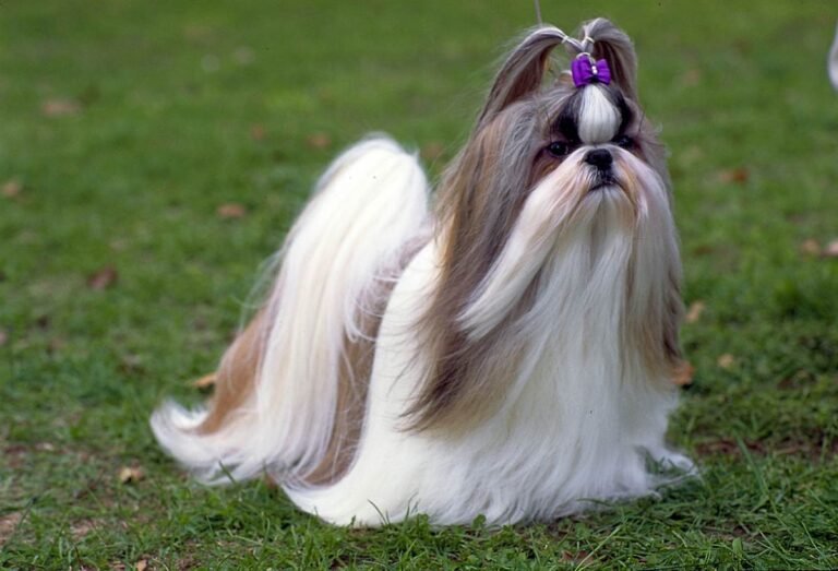 shih tzu com pelo longo e franja