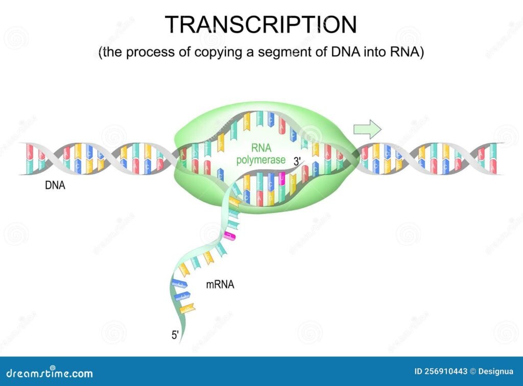 Como ocorre a transcrição do DNA para RNA no processo celular