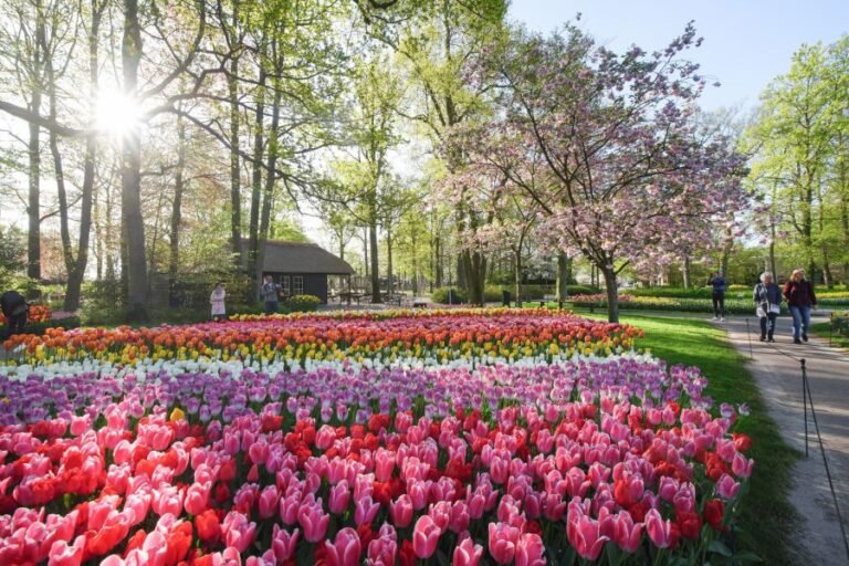 um campo de flores rosas em celebracao