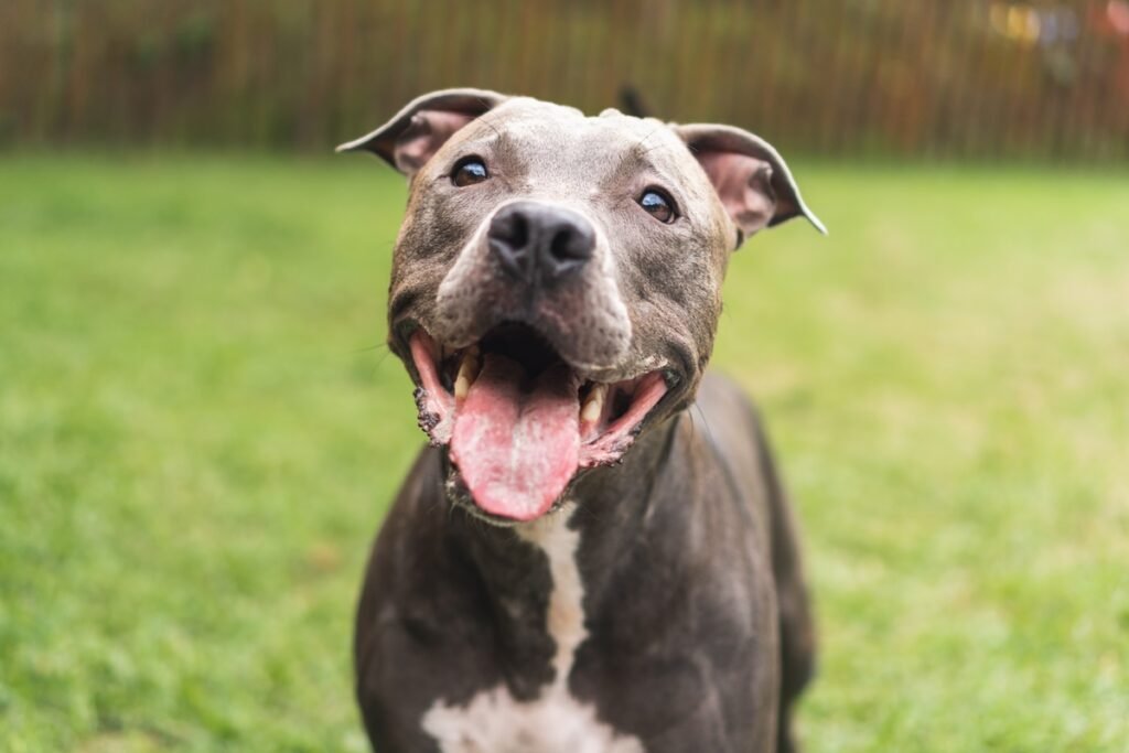 um pit bull brincando em um parque