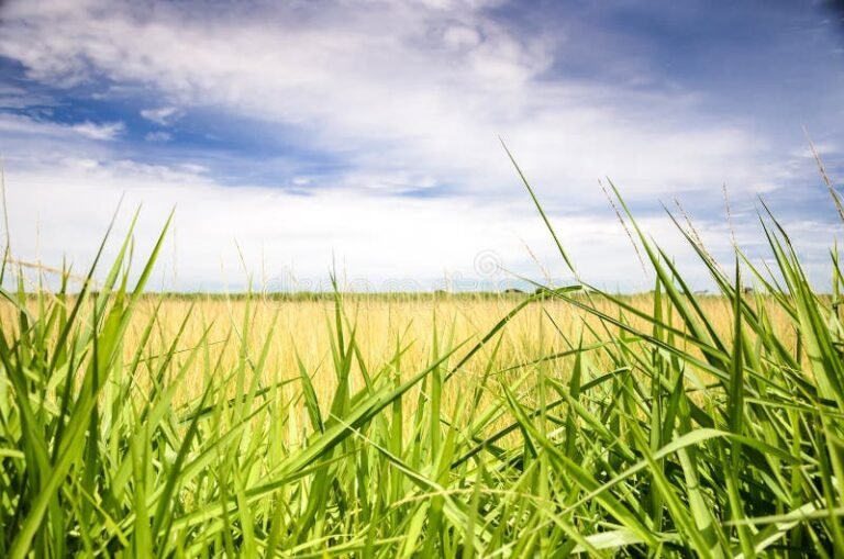 uma grama verde em um campo aberto