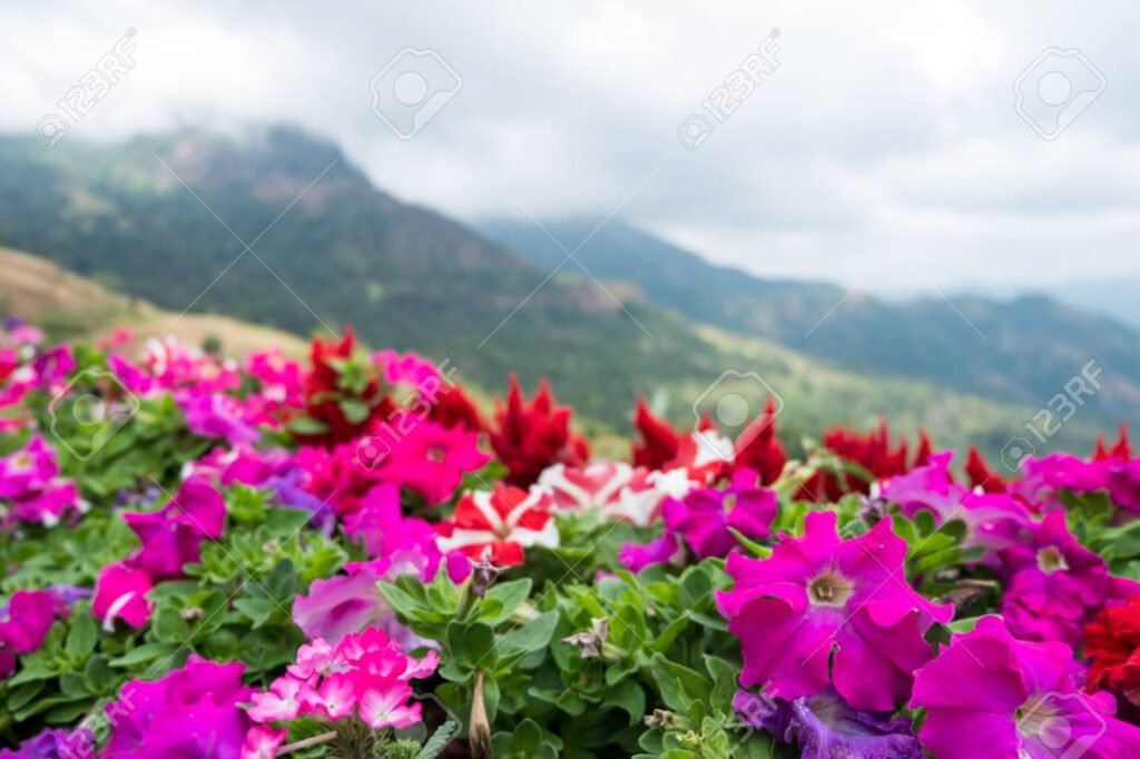 Onde encontrar o Jardim Flor da Montanha em Guarulhos